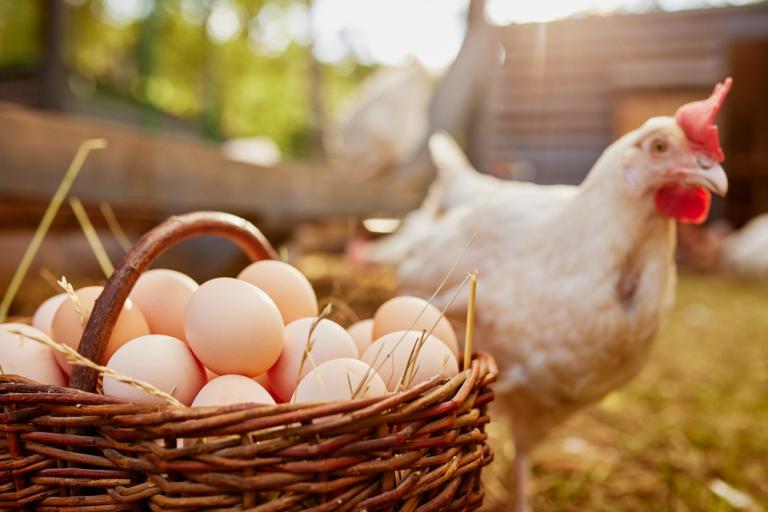 Chicken and a basket of eggs