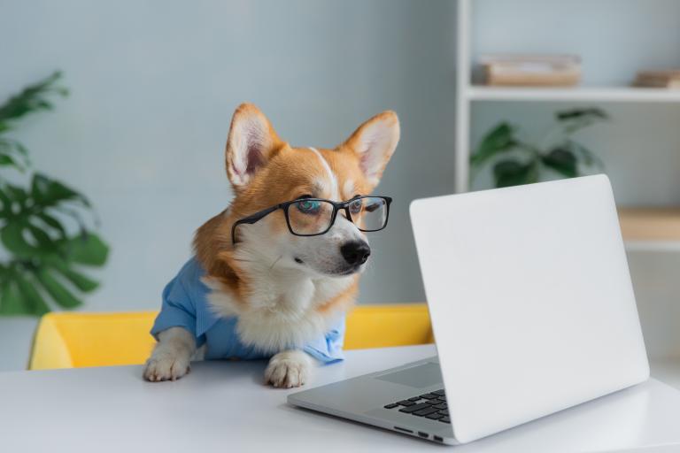 Corgi dog wearing glasses at a laptop