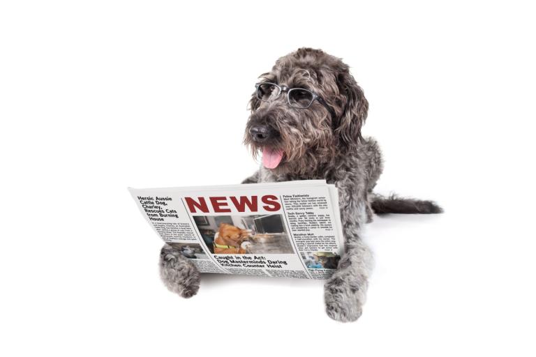 Large grey dog with glasses on reading a newspaper