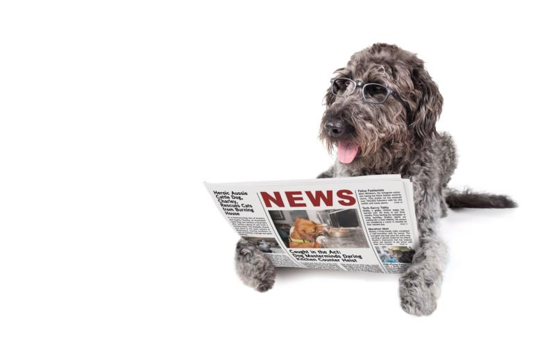 Large grey dog with glasses on laying down and reading a news paper