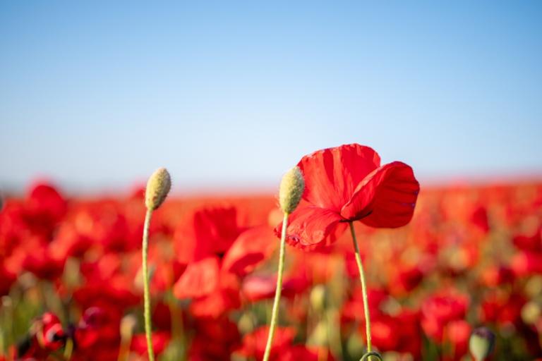 Field of poppies