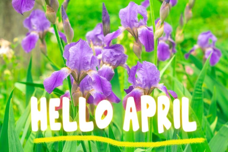 Picture of bluebells with words Hello April