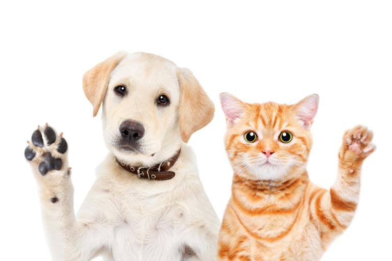 Picture shows a labrador puppy and a ginger kitten waving