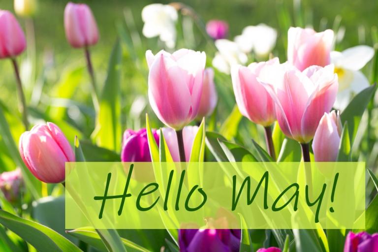 Pink tulips in long grass, with the words hello May