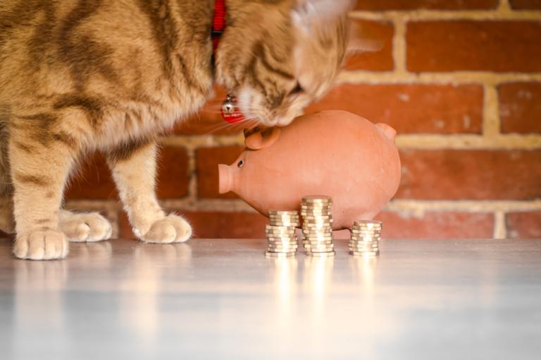 Ginger cat nosing a piggy bank next to a stack of coins