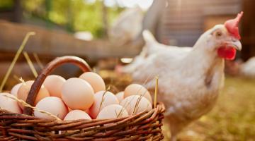 Chicken and a basket of eggs