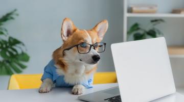 Corgi dog wearing glasses at a laptop