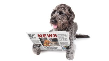 Large grey dog with glasses on reading a newspaper