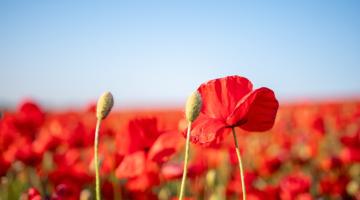 Field of poppies