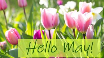 Pink tulips in long grass, with the words hello May