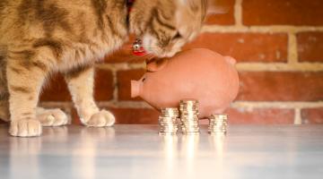 Ginger cat nosing a piggy bank next to a stack of coins