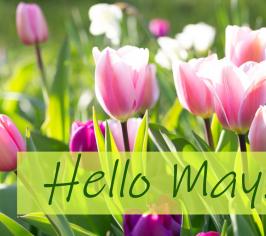 Pink tulips in long grass, with the words hello May