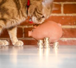 Ginger cat nosing a piggy bank next to a stack of coins